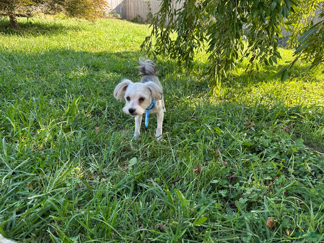 Yorkiepoo dogs for sale: Gilbert - Ad 7