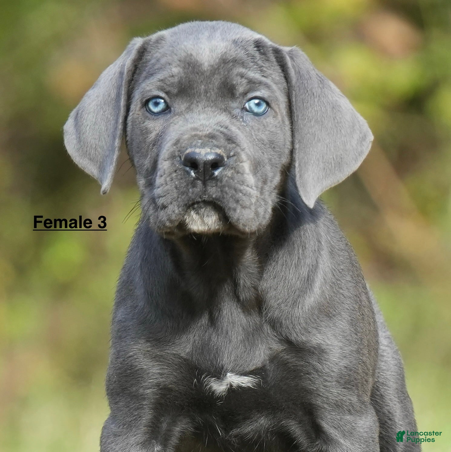 Cane Corso Puppies for sale in Virginia Lancaster Puppies - Main Image