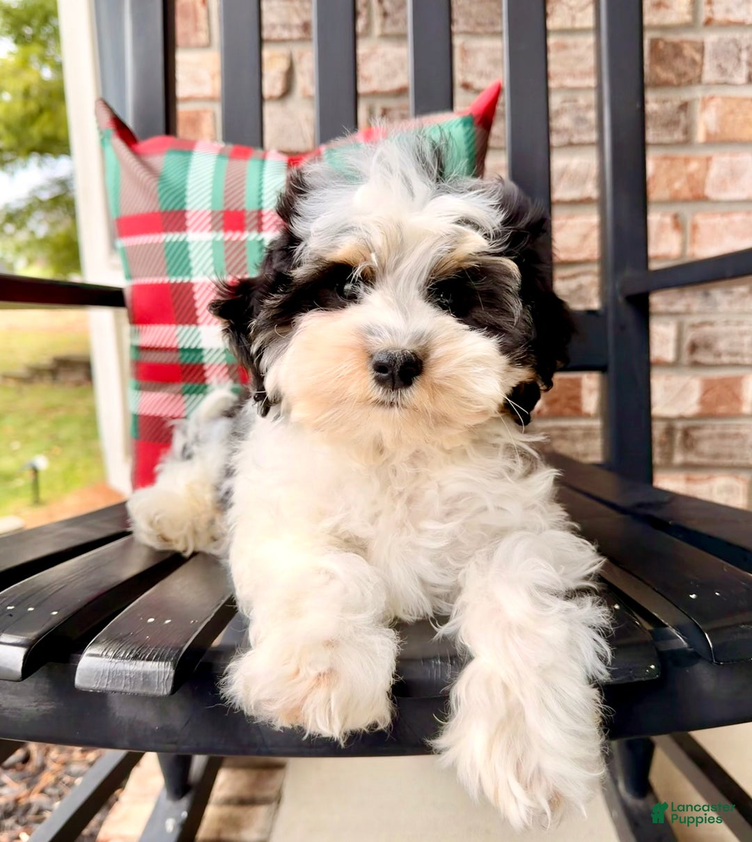 Bernedoodle dogs for sale: Bennett - Ad 6