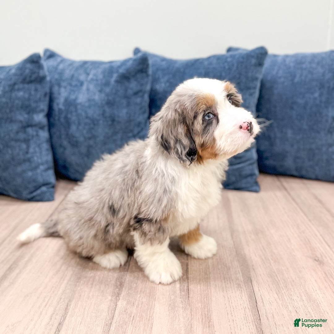 Mini Bernedoodle dogs for sale: Izzy - Ad 4