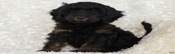 Goldendoodle dogs for sale: Dusty - Ad 6