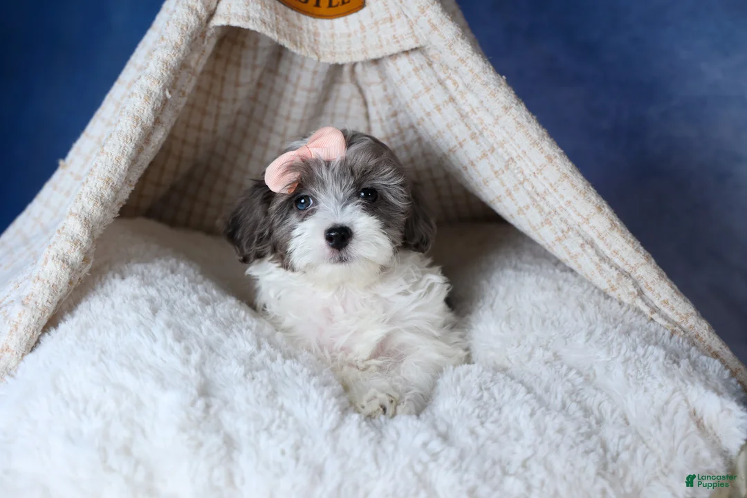 Havapoo dogs for sale: FIONA - Ad 4