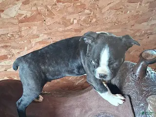 Boston Terrier dogs Jay - Ad 2