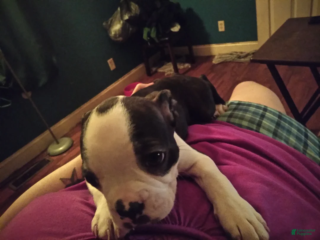 Boston Terrier dogs for sale: Honey Bunny Boston Terrier 4 - Ad 1