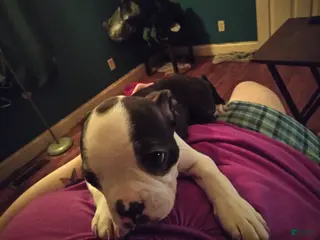 Boston Terrier dogs Honey Bunny Boston Terrier 4 - Ad 27