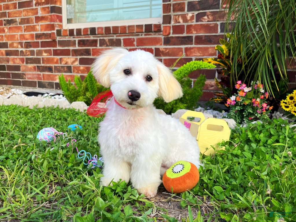 Maltipoo dogs Charles - Ad 1