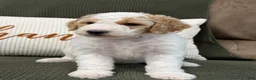 Goldendoodle dogs for sale: Ranger - Ad 4