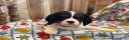Cavalier King Charles Spaniel dogs for sale: Trixie - Ad 5
