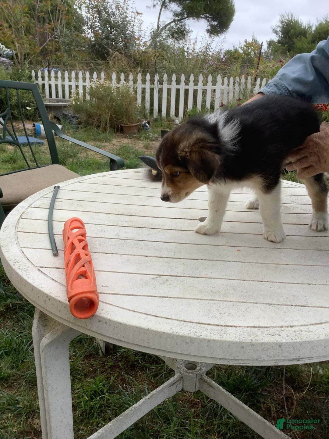 Australian Shepherd dogs for sale:  Darby - Ad 1