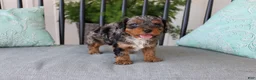 Cavapoo dogs for sale: Teddy - Ad 11