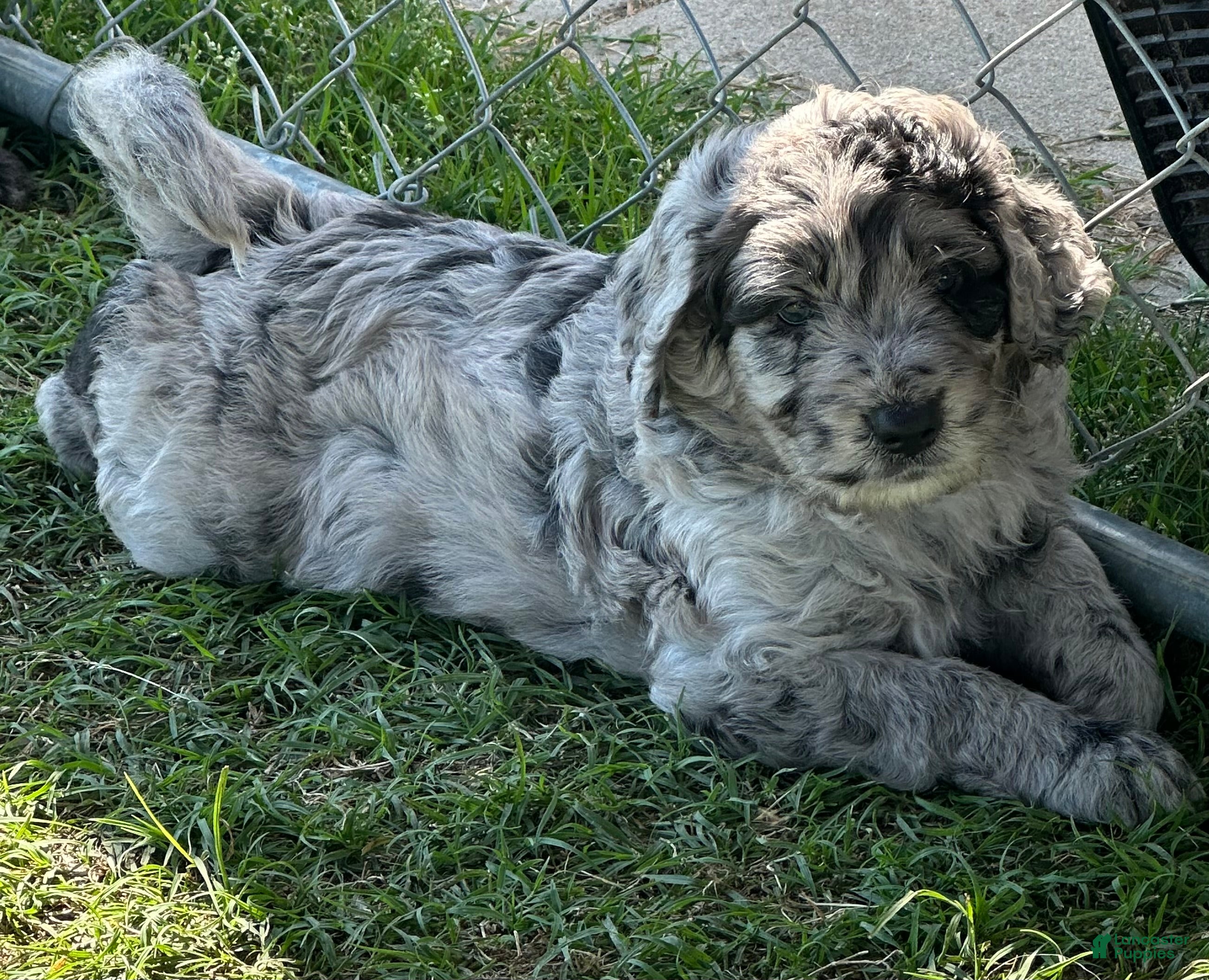 Aussiedoodle dogs Aussiedoodle Puppy 4 - Ad 32
