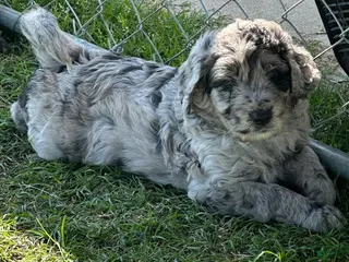 Aussiedoodle dogs Aussiedoodle Puppy 4 - Ad 32