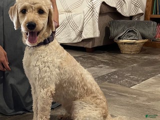 Mixed Breed dogs - Ad 16