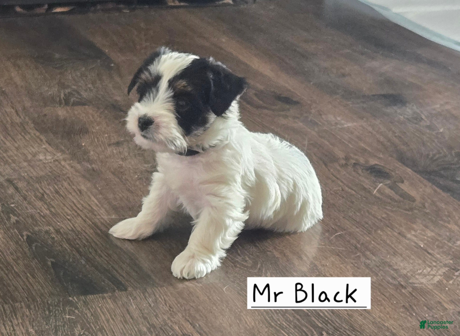 Yorkshire Terrier dogs Yorkshire Terrier Puppy 1 - Ad 20