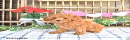 Cavapoo dogs for sale: Adora - Ad 4