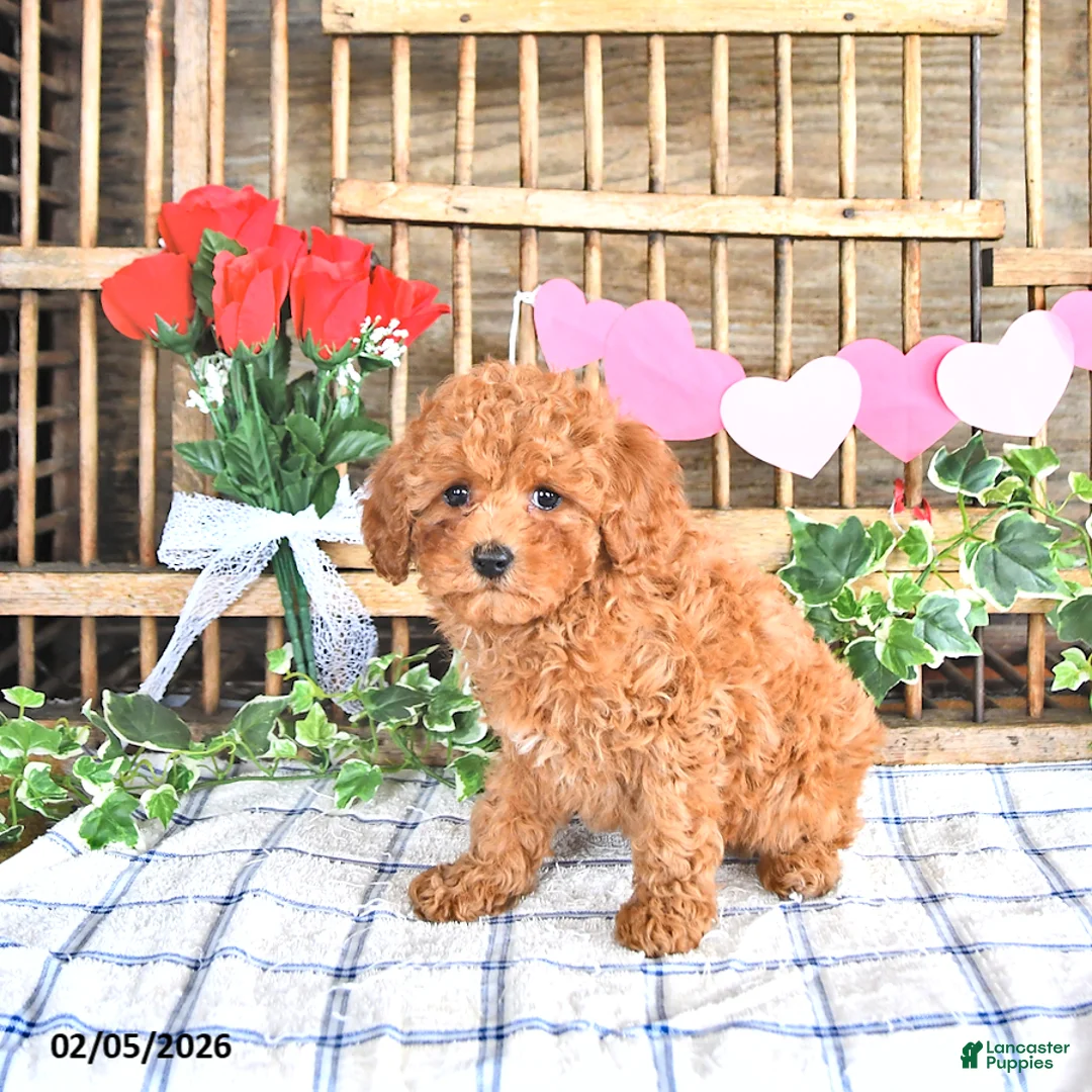 Cavapoo dogs for sale: Adora - Ad 4