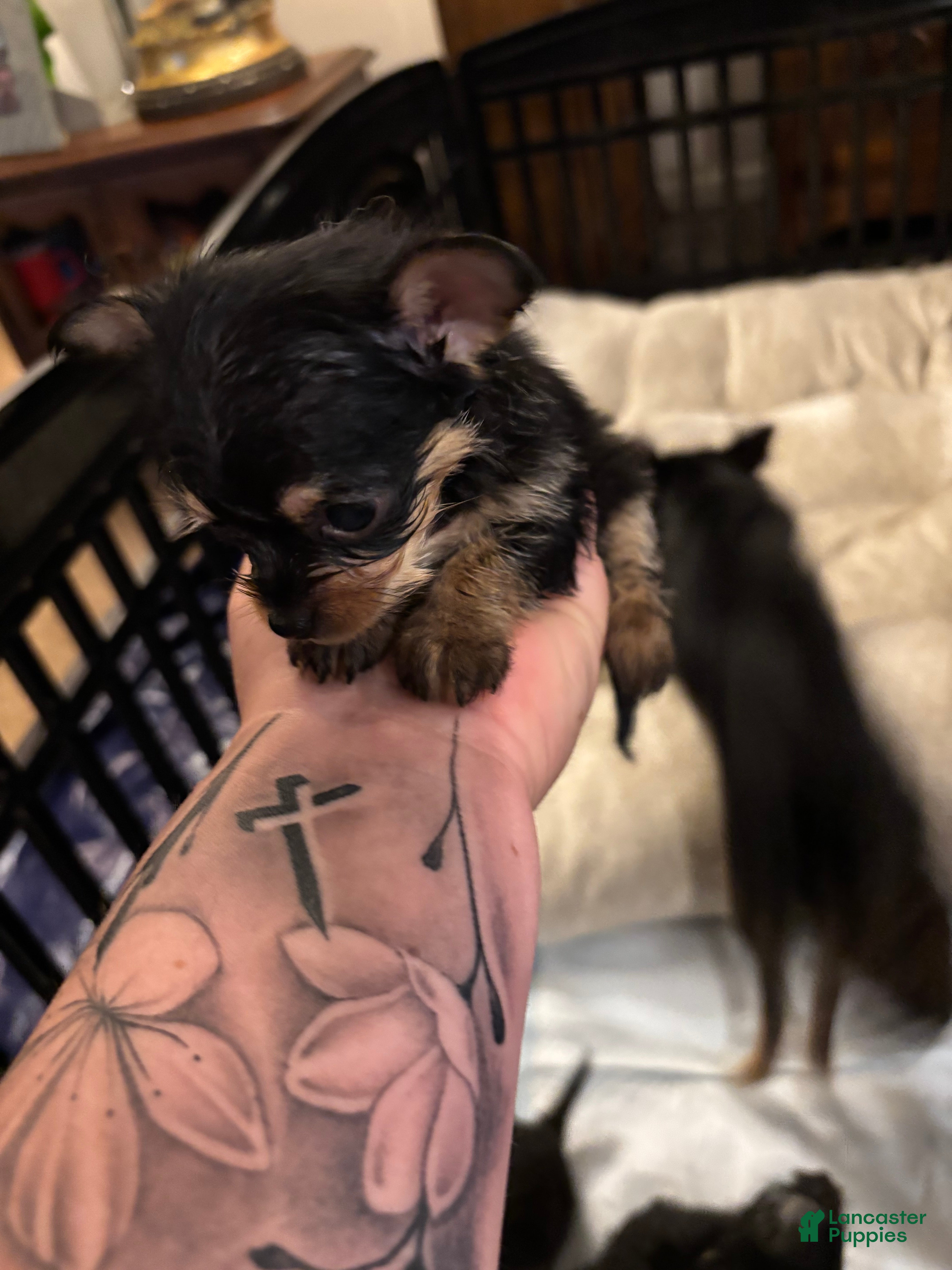Chorkie dogs Chorkie Puppy 5 - Ad 1