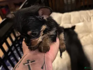 Chorkie dogs for sale: Chorkie Puppy 5 - Ad 2