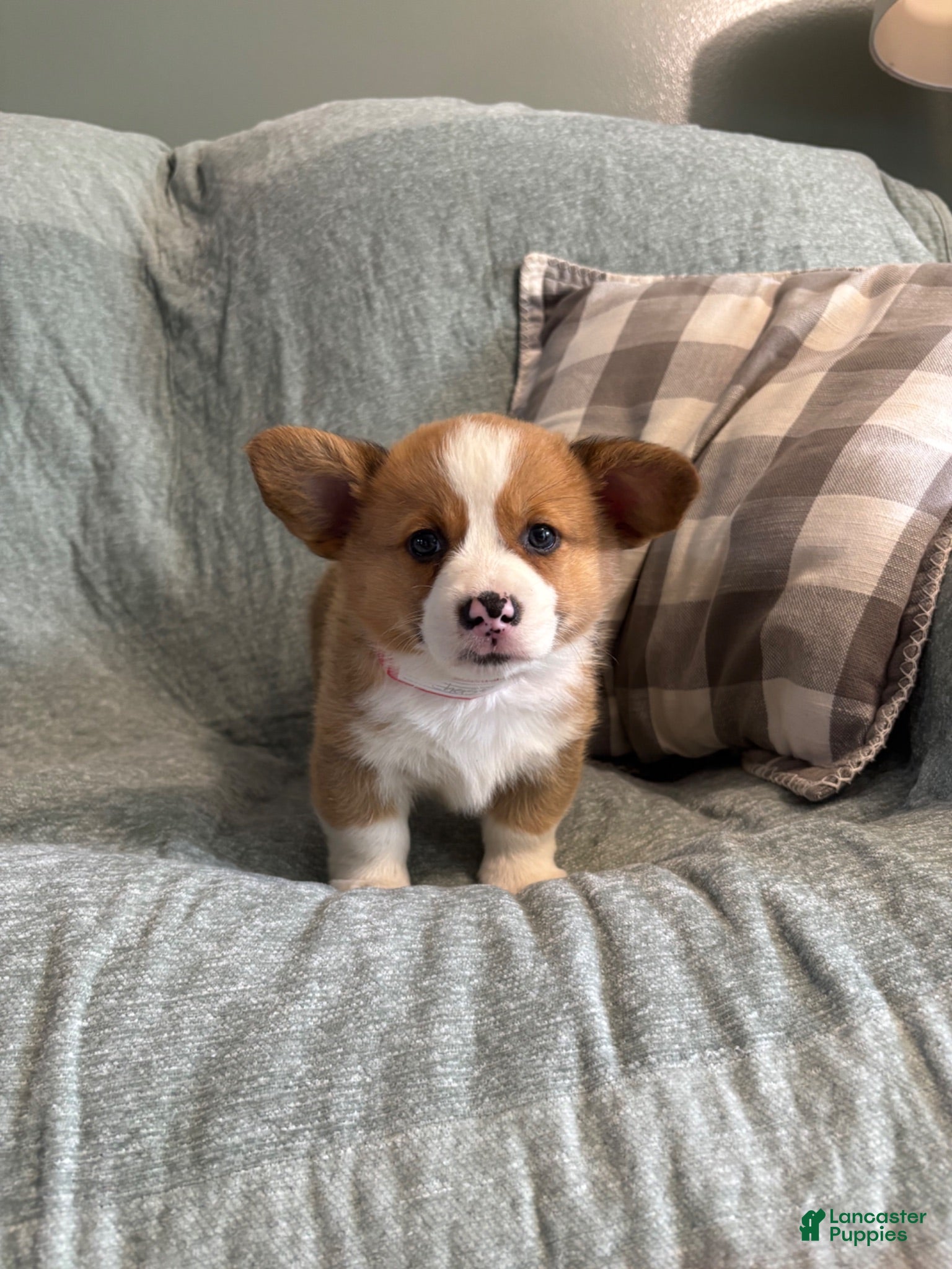 Welsh Corgi Pembroke dogs Welsh Corgi Pembroke 1 - Ad 2
