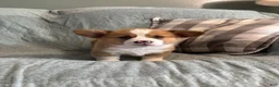 Welsh Corgi Pembroke dogs for sale: Welsh Corgi Pembroke 1 - Ad 2