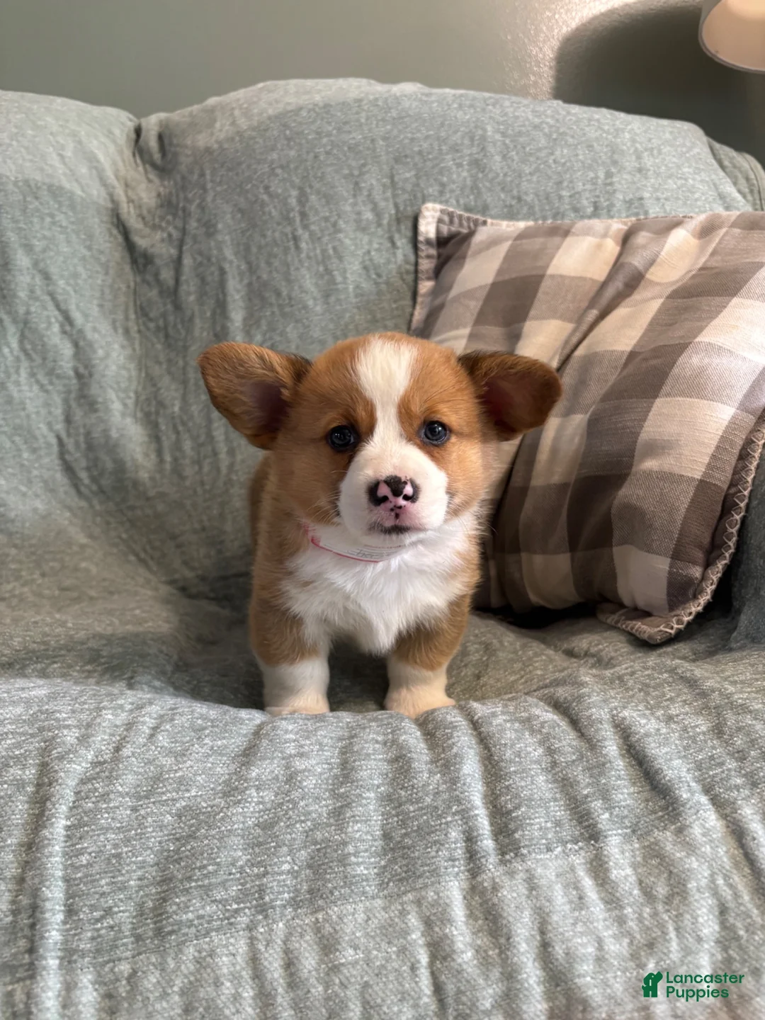 Welsh Corgi Pembroke dogs for sale: Welsh Corgi Pembroke 1 - Ad 2