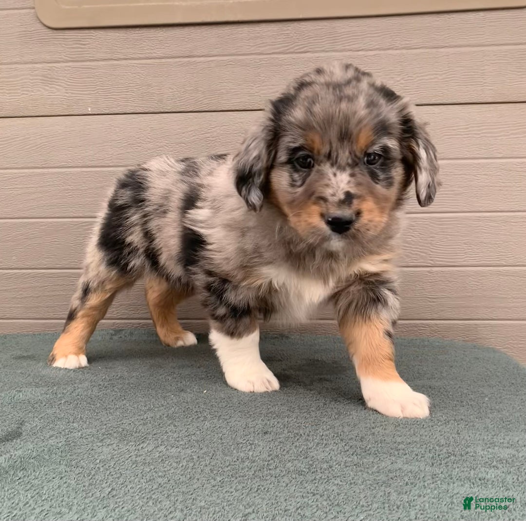 Aussiedoodle dogs for sale: Jenny - Ad 4