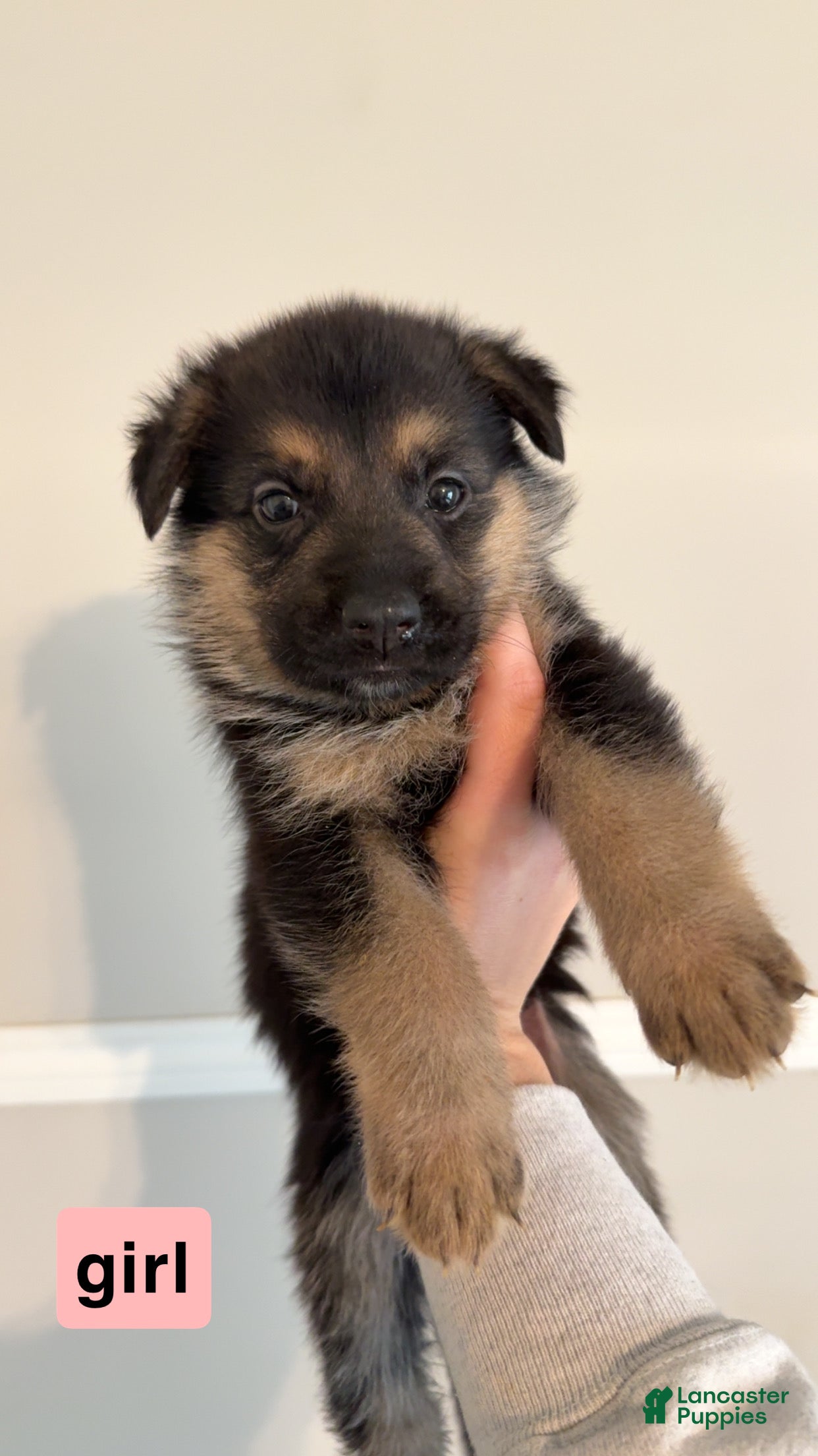 German Shepherd dogs German Shepherd Puppy 5 - Ad 40