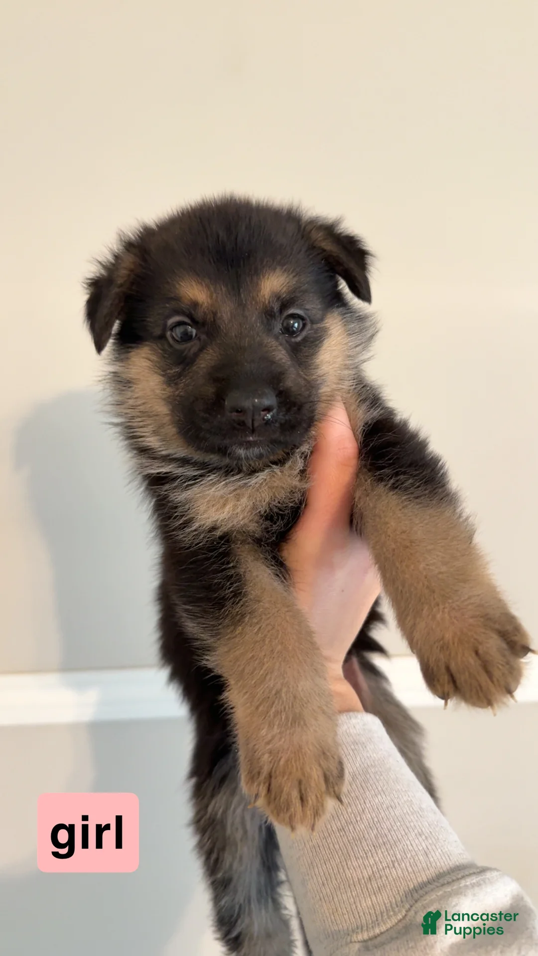German Shepherd dogs for sale: German Shepherd Puppy 5 - Ad 1
