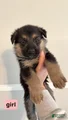 German Shepherd Puppy 5