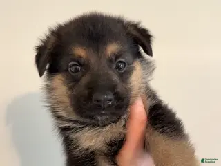 German Shepherd dogs German Shepherd Puppy 5 - Ad 40