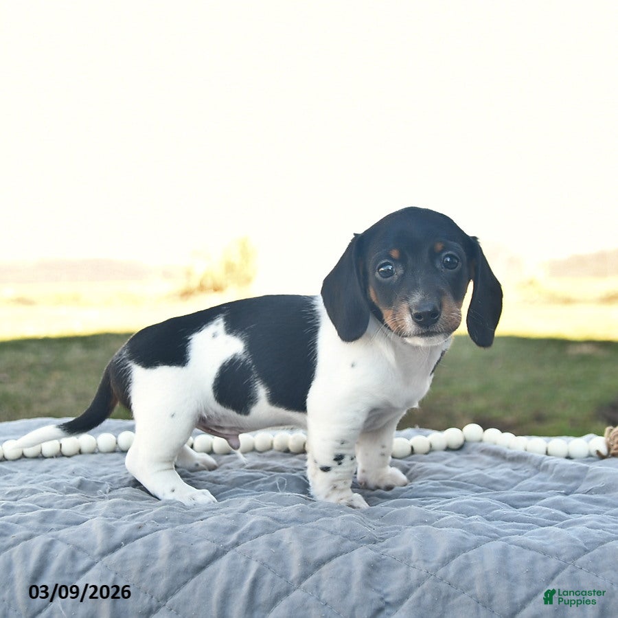 Miniature Dachshund dogs Parker  - Ad 1