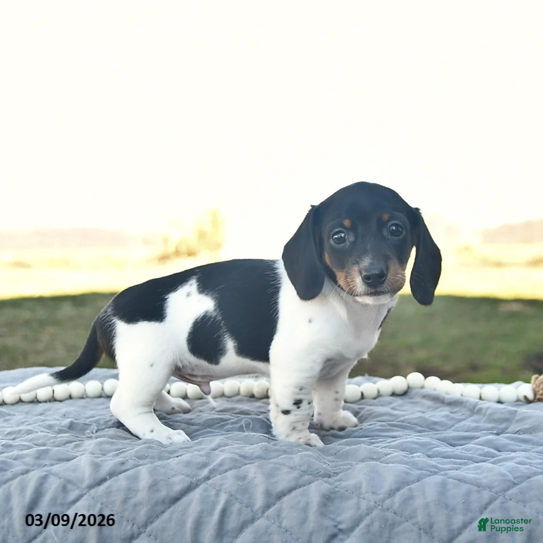 Miniature Dachshund dogs for sale: Parker  - Ad 1