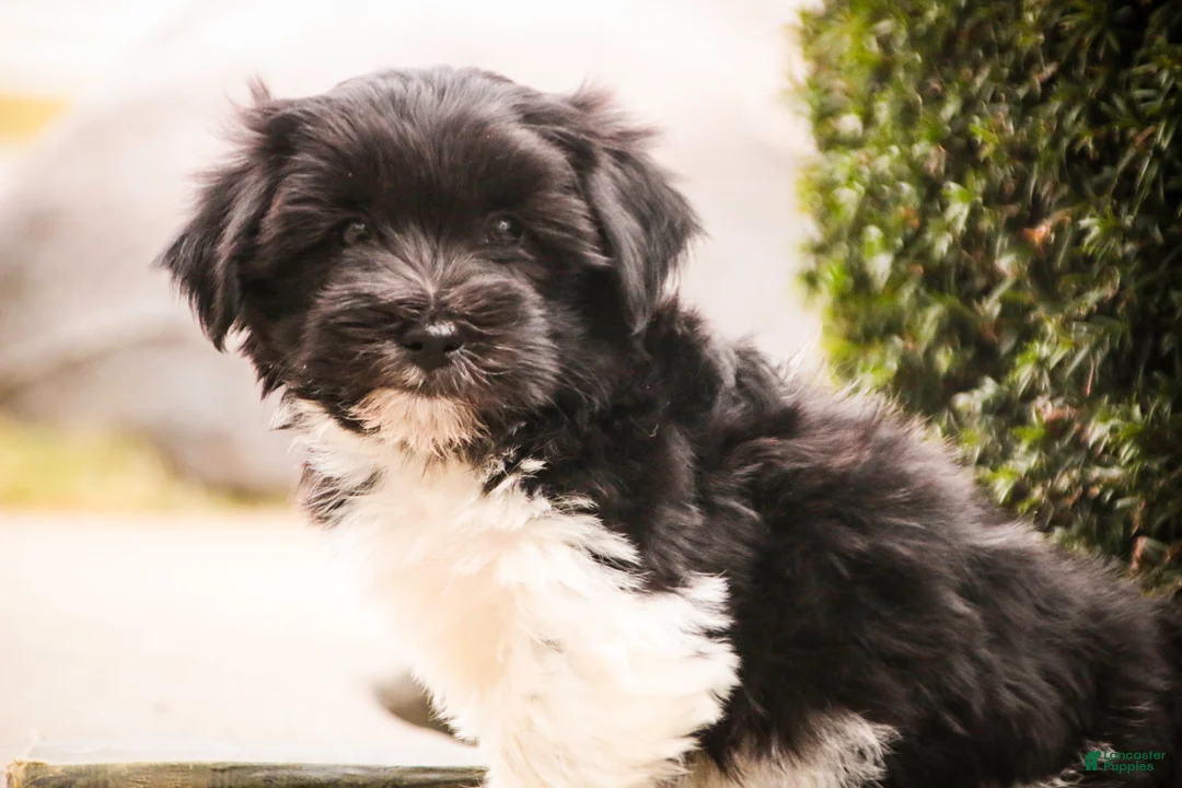 Havanese dogs for sale: Oreo - Ad 7