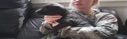 American Bully dogs for sale: Jordan Burroughs - Ad 6