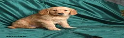 Golden Retriever dogs for sale: Saber - Ad 3
