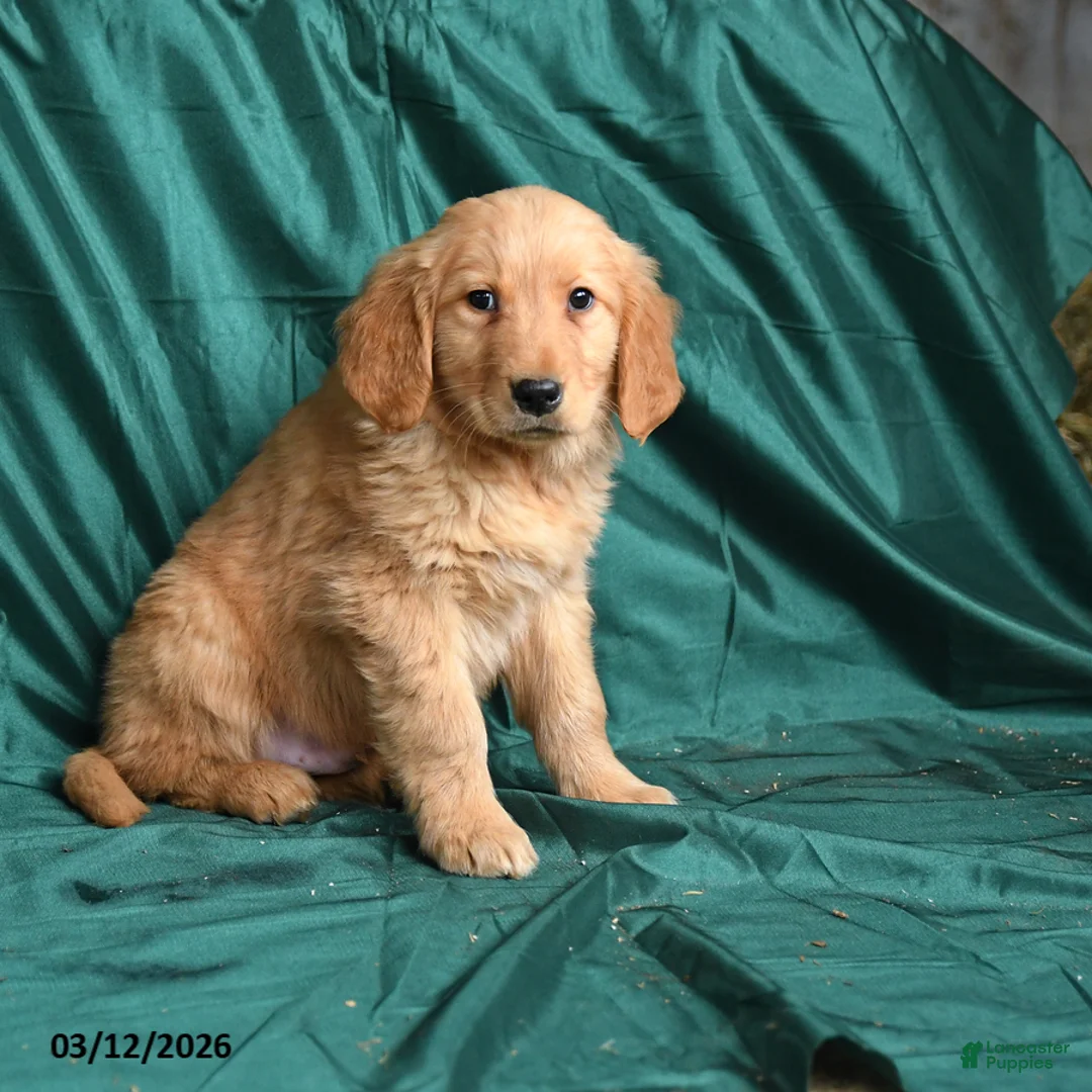 Golden Retriever dogs for sale: Saber - Ad 3