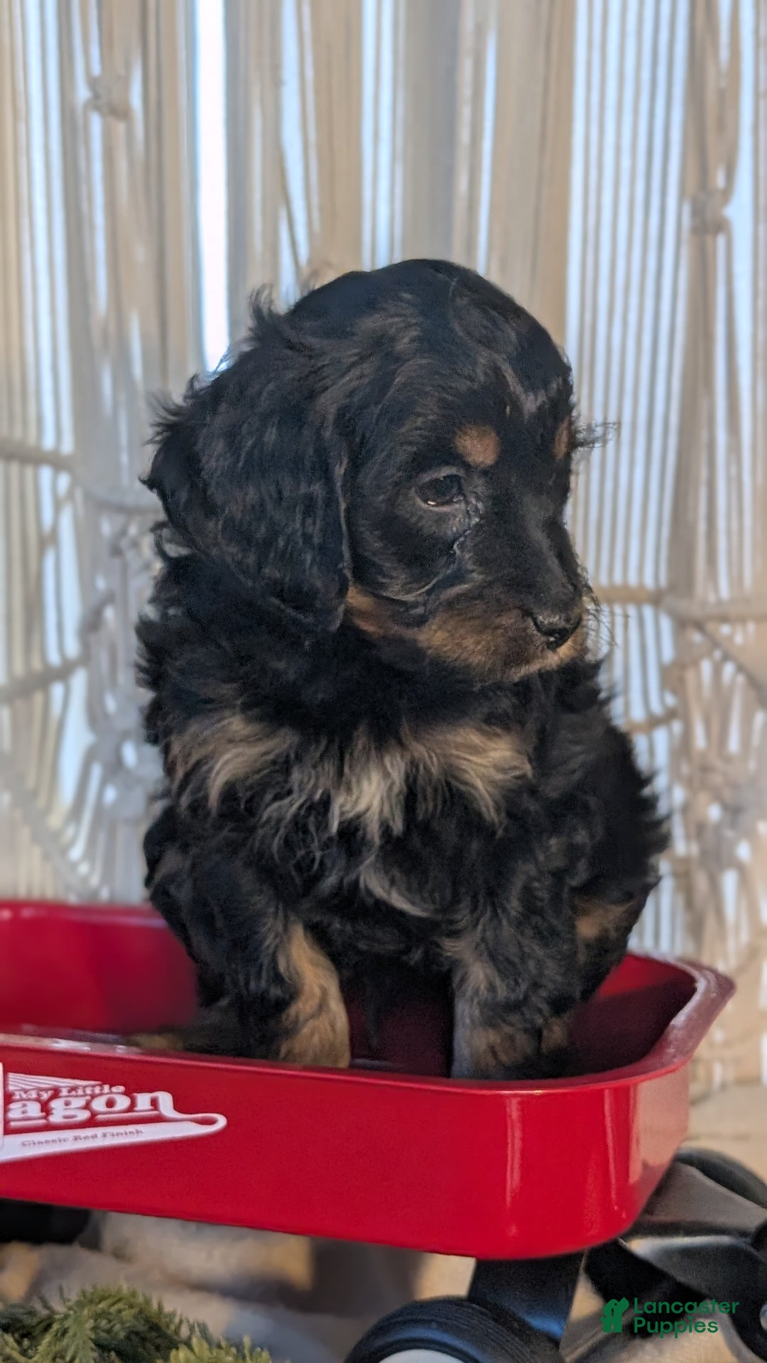 Cavapoo dogs for sale: Ace - Ad 4