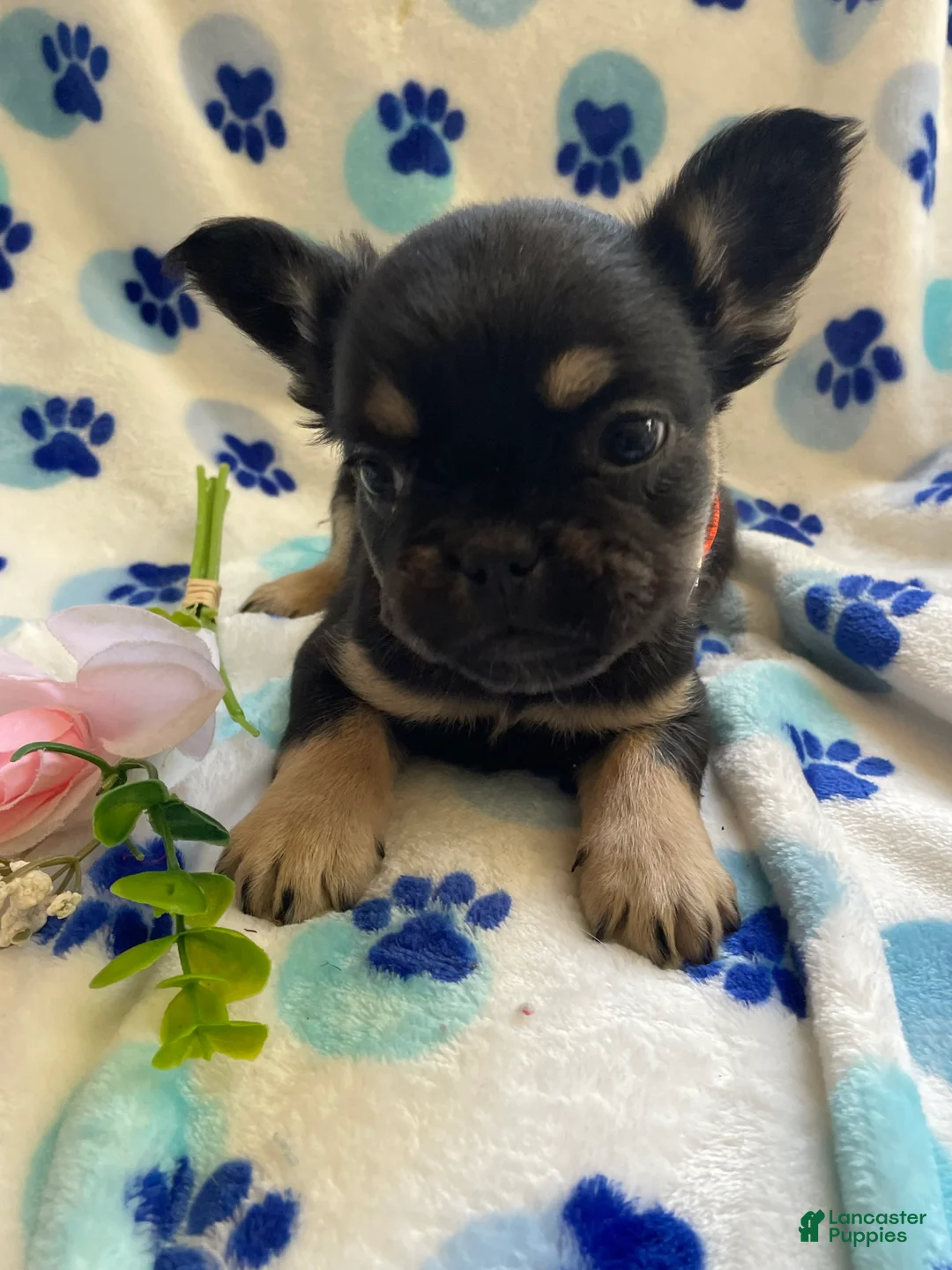 French Bulldog dogs for sale: Sambo LONG HAIRED - Ad 4