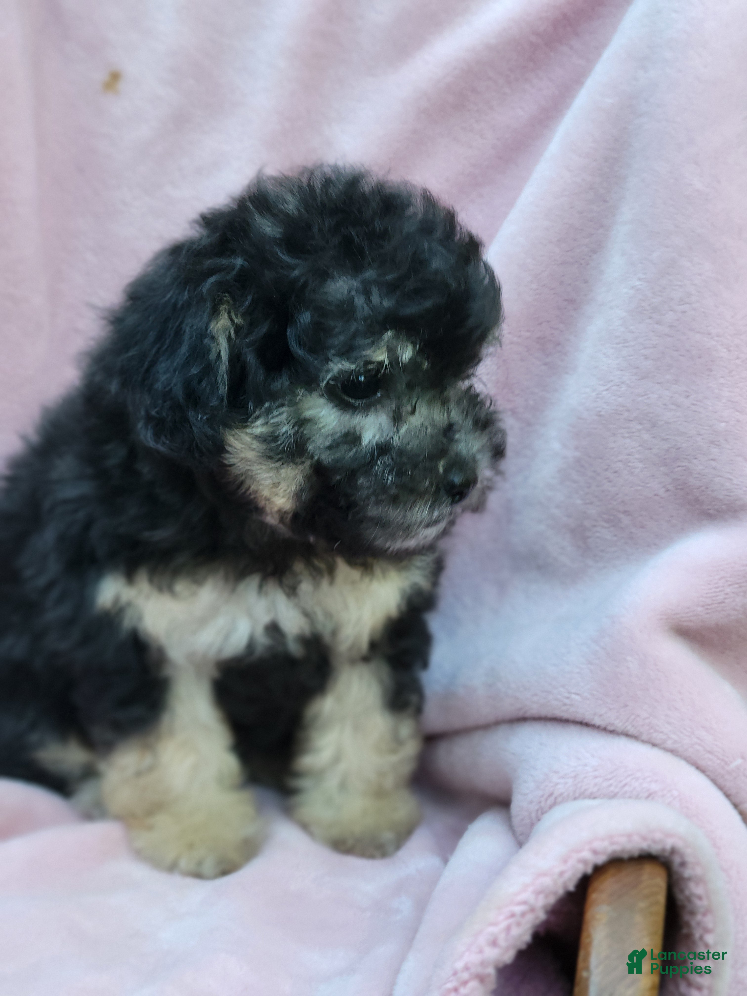 Bichpoo dogs Ember  - Ad 1