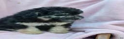 Bichpoo dogs for sale: Ember  - Ad 1