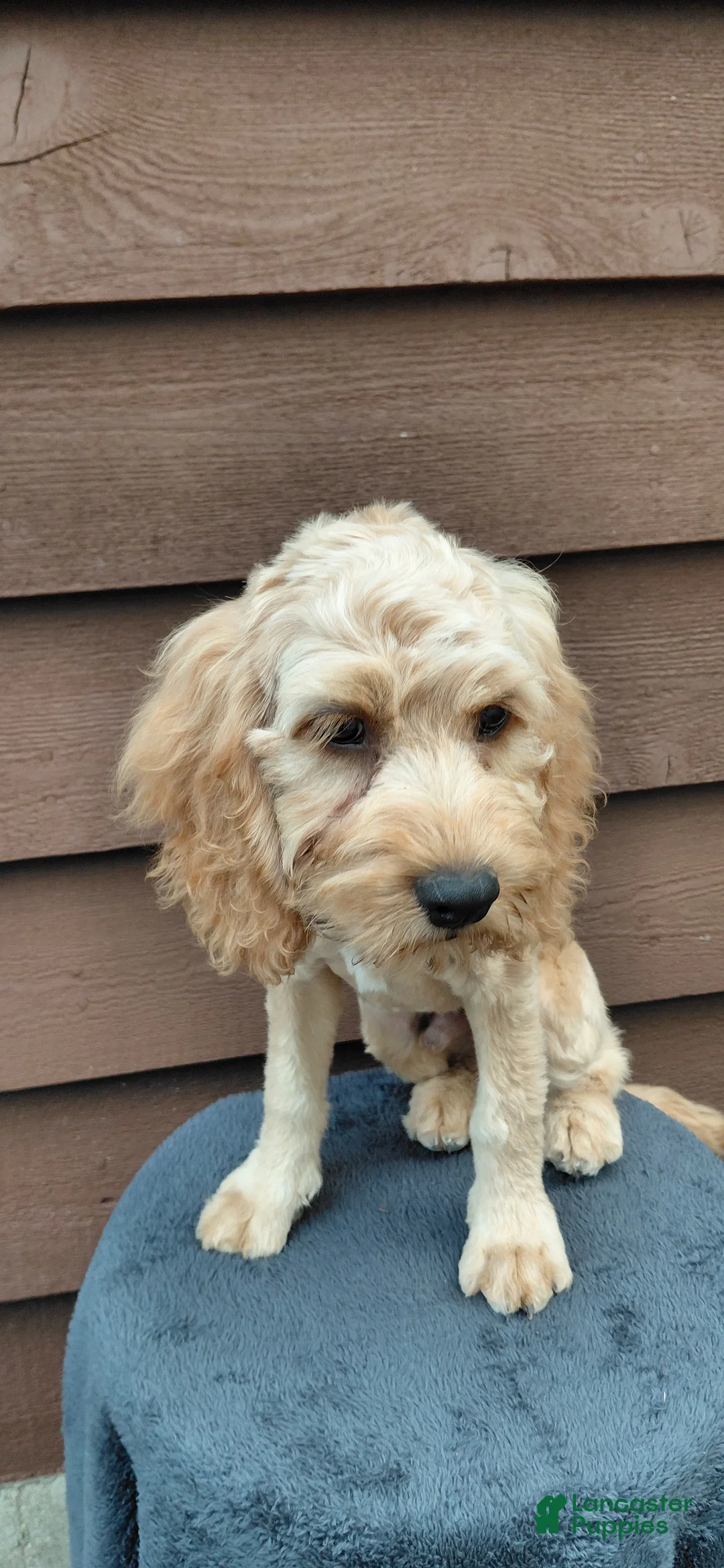Cockapoo dogs for sale: Simba-Male - Ad 2