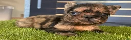 French Bulldog dogs for sale: Harper - Ad 4