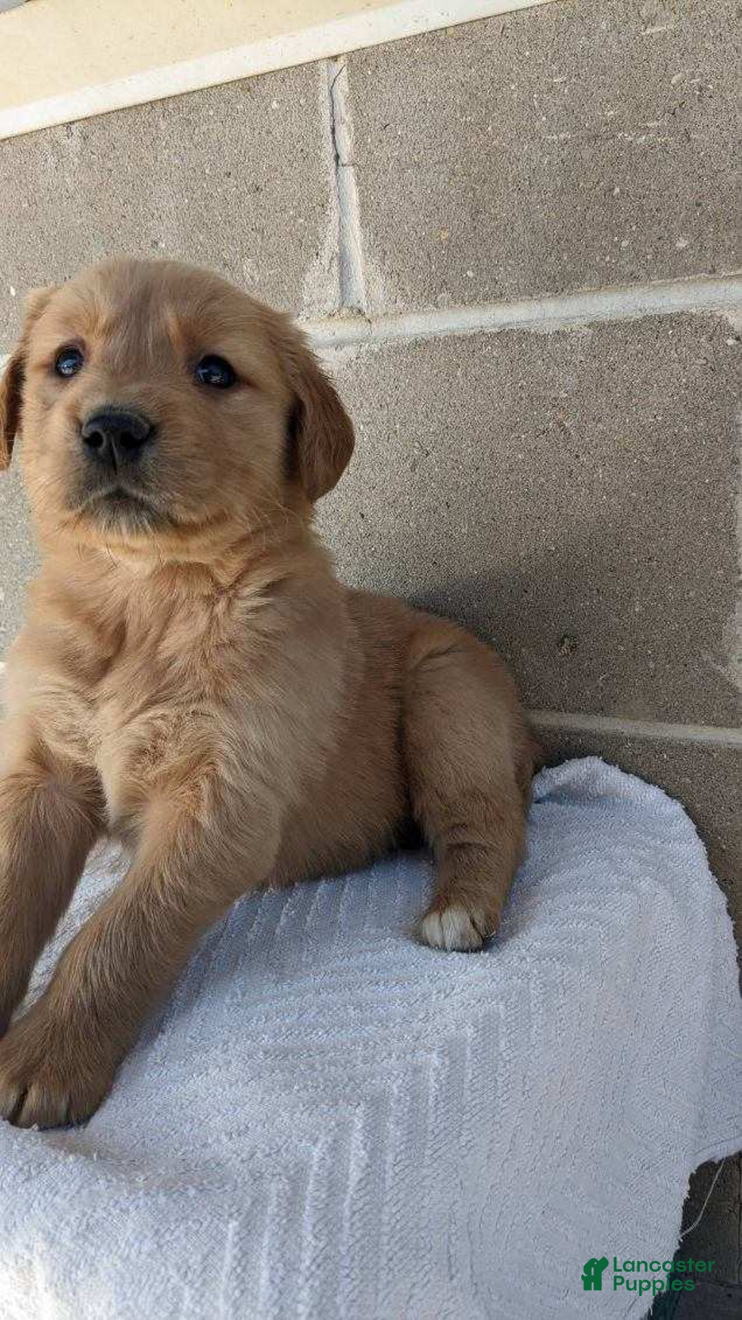 Golden Retriever dogs for sale: max - Ad 1