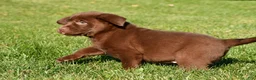 Labrador Retriever dogs for sale: Mira - Ad 4