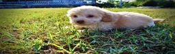 Havapoo dogs for sale: Luigi-Sale!!! - Ad 7