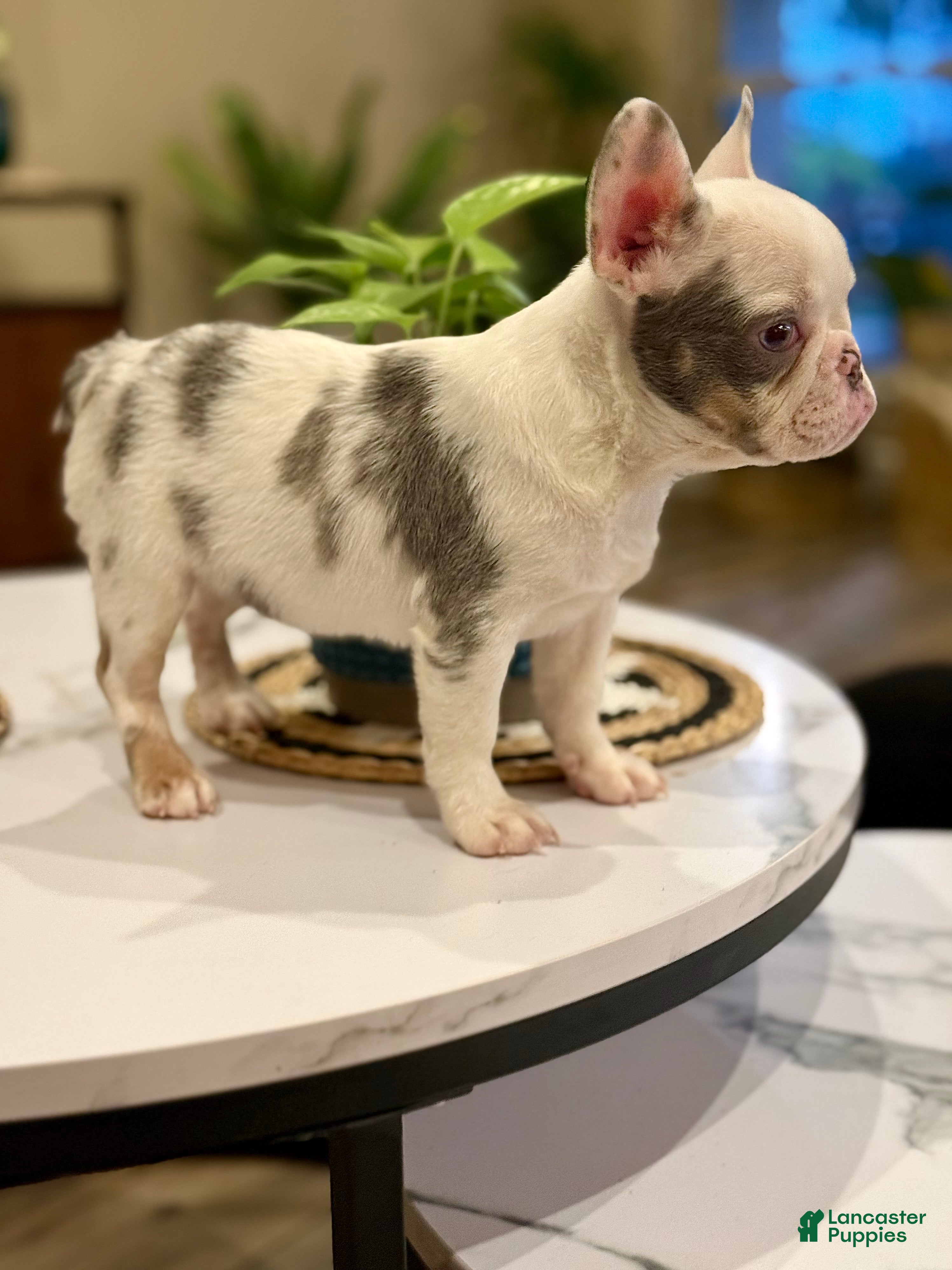 French Bulldog dogs French Bulldog Puppy 1 - Ad 1