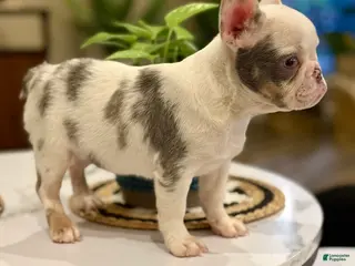 French Bulldog dogs for sale: French Bulldog Puppy 1 - Ad 2