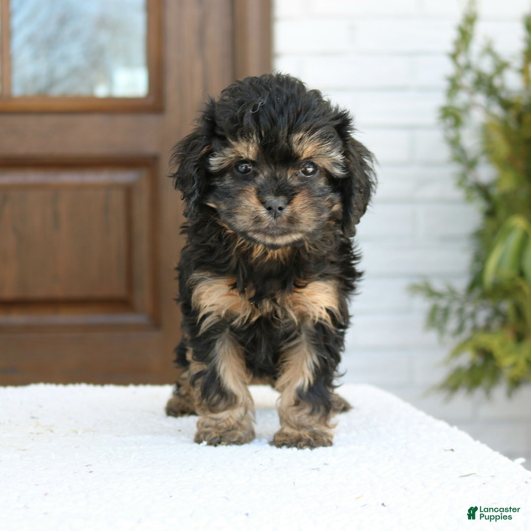 Cavapoo dogs for sale: Daisy  - Ad 3