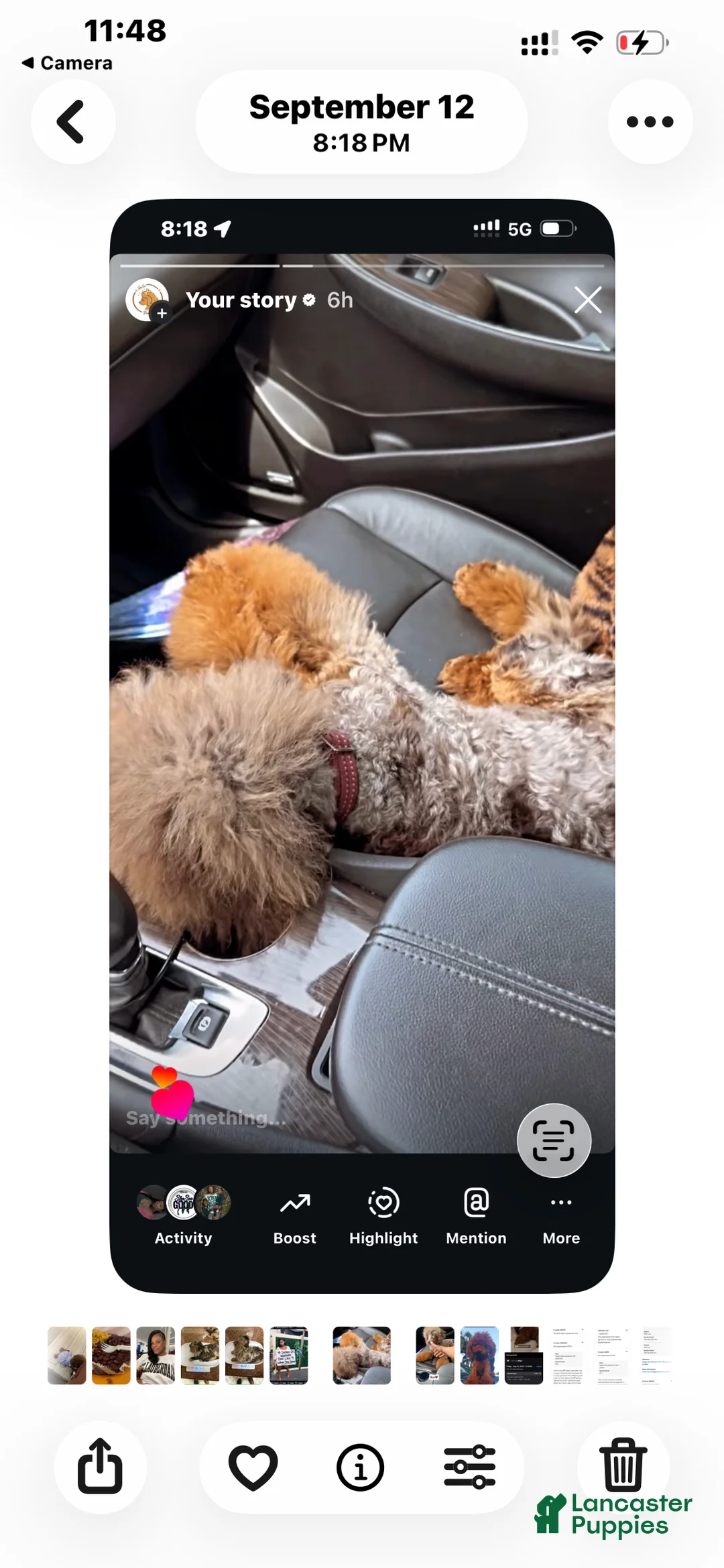 Miniature Poodle dogs for sale: Boy - Ad 2