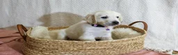Golden Retriever dogs for sale: Clover - Ad 5